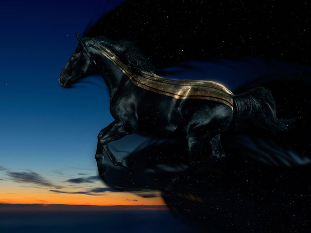 File:Horse11.jpg