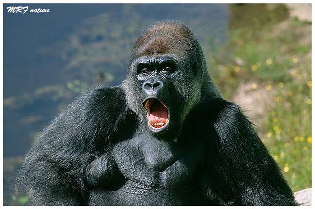 File:2943 cd 186 gorilla 1.jpg