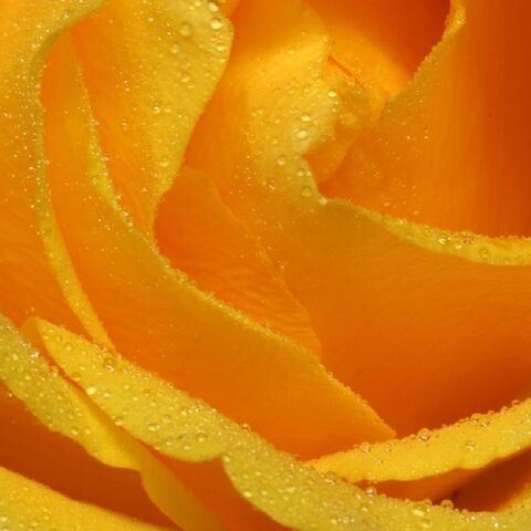 파일:Yellowrose-Q.jpg