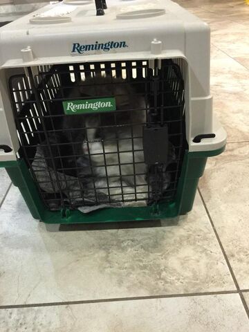 File:Furbeast6.jpg