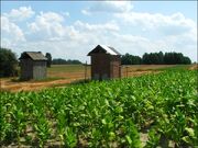 Bronisławka PlantacjaTytoniu.jpg