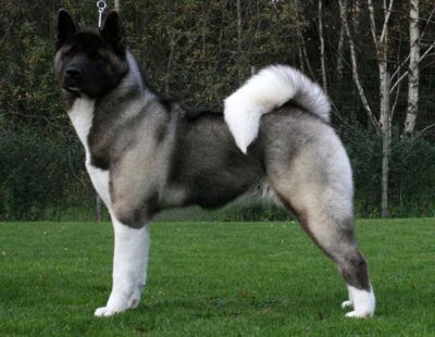 Amerikai akita.jpg
