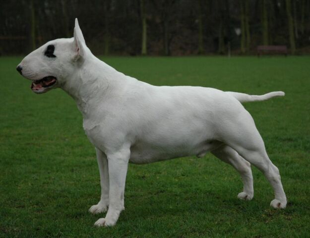 Fájl:Bullterrier.jpg