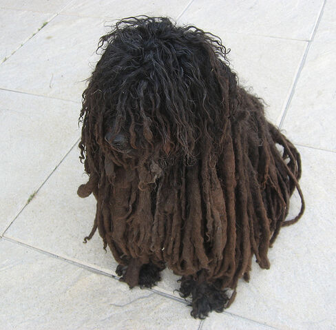 Fájl:Rasta Pup.jpg