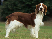 Welsh-springer-spaniel