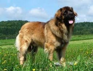 Leonbergi