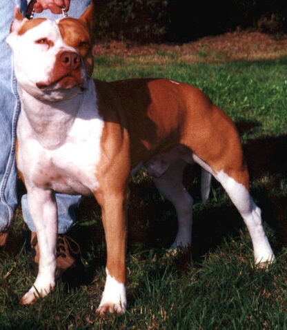 Fájl:Pitbull.jpg