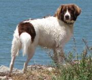 Dutchpartridgedogphoto1