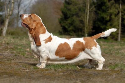 Basset hound