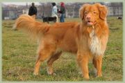 Nova scotia duck tolling retriever