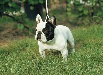 Francia bulldog