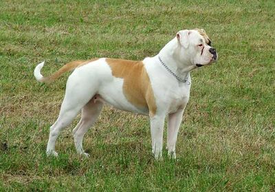 Amerikai bulldog.jpg