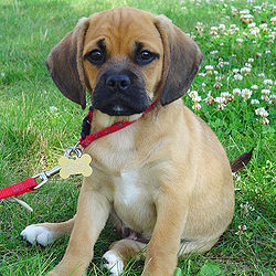 Puggle kölyök.jpg