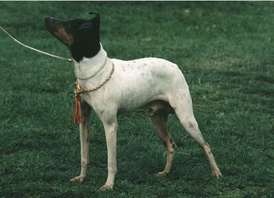 Japán terrier.jpg