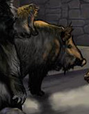 Boar