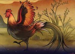 Rooster