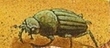 Scarab