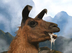 Llama