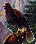 Falcon