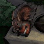 Squirrel