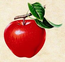 Manzana.jpg