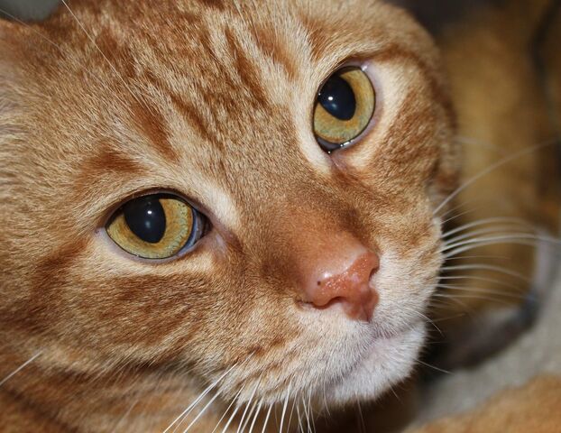 File:Kitteh.jpg