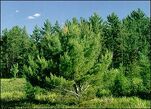 Pines