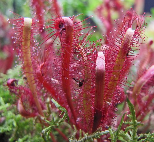 File:Sundew.jpg