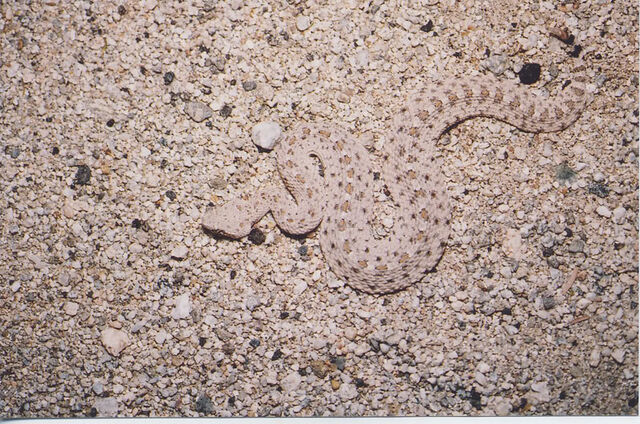 File:Snake2.jpg