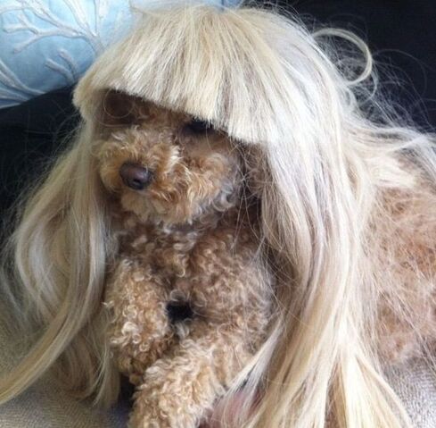 File:Lady-gaga-and-her-new-dog-fozzi-25-pics 3.jpg
