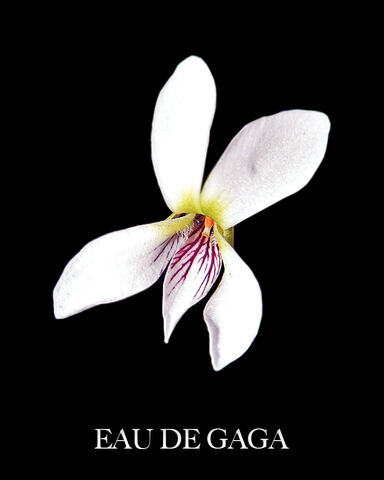 File:Eau de Gaga - White Violet.jpg