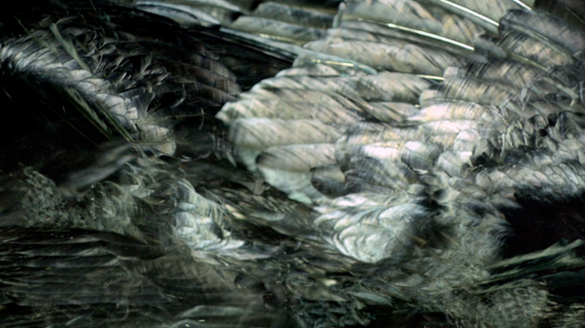 File:SHOWstudio-Raven-03.png