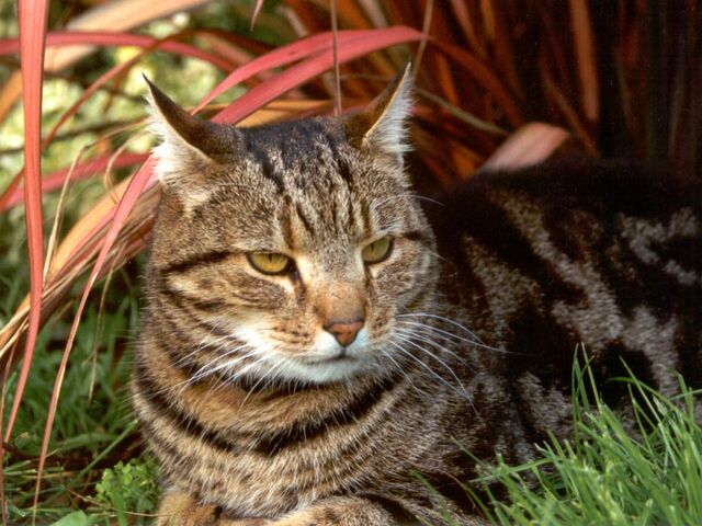 File:Tabby-cat.jpg