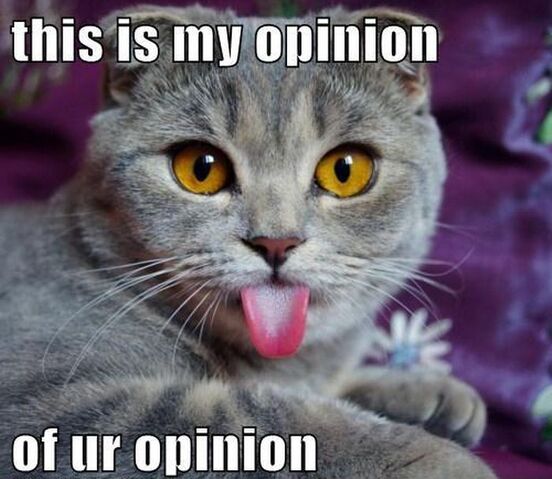 File:Funny-Cat-opinion.jpg
