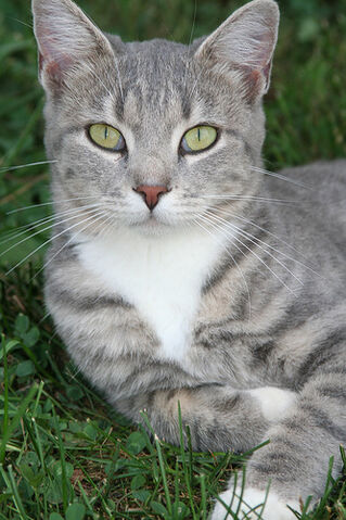 File:Silverpaw.jpg