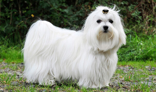 File:Olivia's dog.jpg