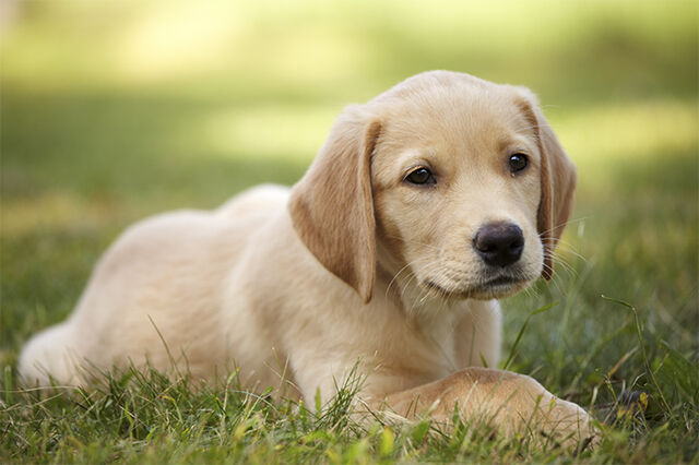 File:Josie's dog.jpg