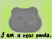 Pet rock hitomi