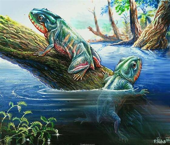 File:701px-Triadobatrachus.jpg