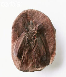 Archimylacris