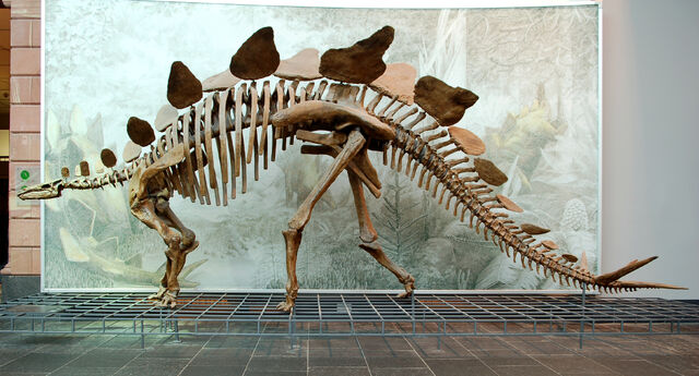File:Stegosaurus.jpg