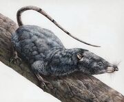 Cimolestes