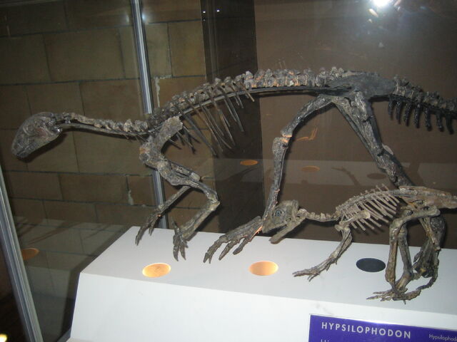 File:Hypsilophodons.jpg