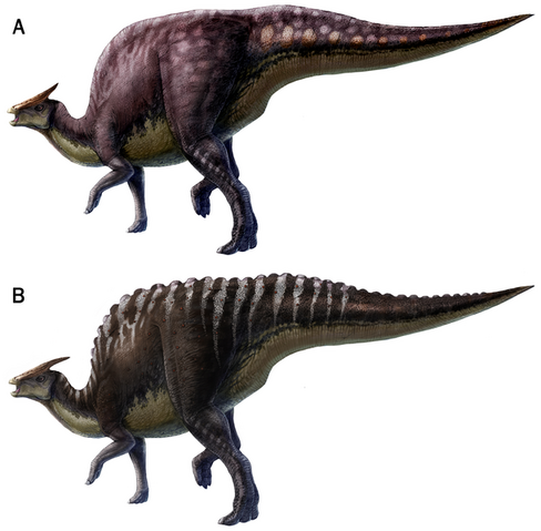 File:610px-Saurolophus scalation.png