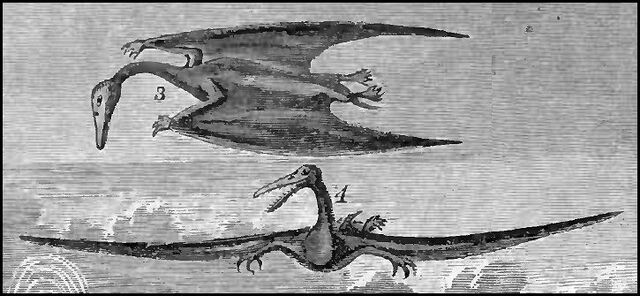 File:Ornithochirus umbrosus.jpg