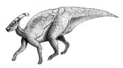 P.walkeri3