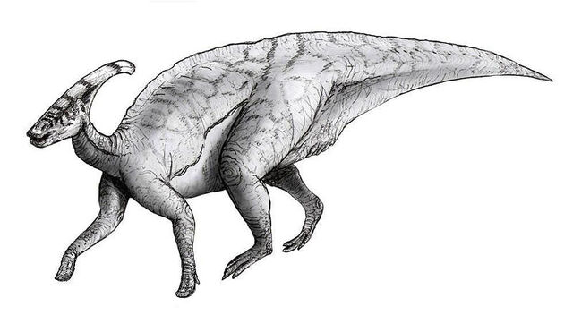 File:P.walkeri3.jpg
