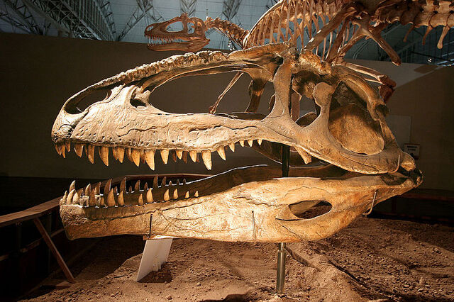 File:Giganotosaurus.jpg