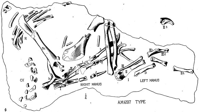File:Oviraptor arms.jpg