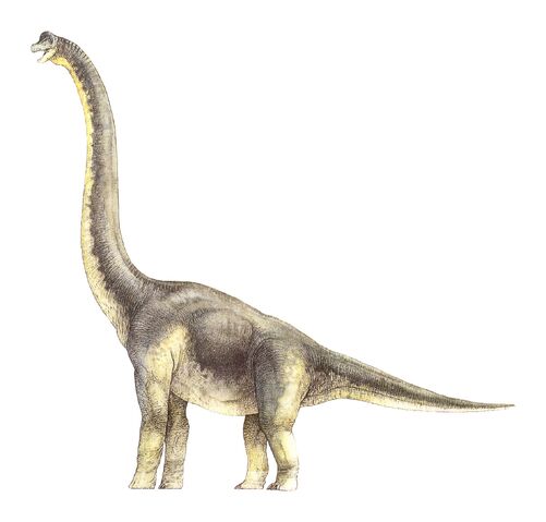 File:Brach female.jpg